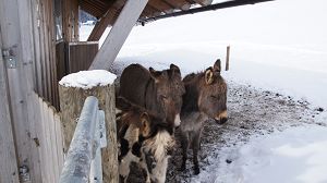 Zwei Esel im Winter auf der Hochsteinalm Traunkirchen