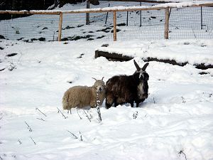 Zwei Schafe im Schnee auf der Hochsteinalm Traunkirchen